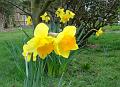 2010-0327-1335_Daffs_12,6C